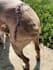 provide professional advice as a veterinary technician