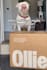 create ugc ad videos for your dog product or pet brand