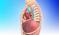 draw detailed medical and scientific illustrations