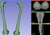 make 3d human anatomical models