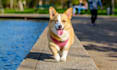 do a guest post on dog blog