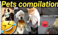 give you funny cats and dogs videos for youtube facebook within 24 hours