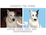 draw your pet into disney cartoon style
