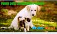 create funny viral cat dog animal pet videos compilation for youtube in 24 hrs
