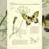make you scientific animal ink illustrations