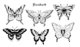 design a beautiful butterfly drawing