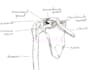 make anatomy arts and sketches for you