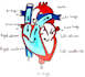 provide you with the pencil drawings and sketches of anatomy