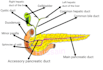 make drawings and sketches of anatomy