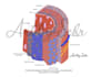 draw professional medical illustrations