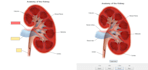 make medical anki flashcards for your lectures and exams