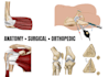 create medical and anatomy illustrations for publications