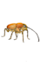 draw a bug you like