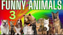 create viral cute funny animals videos pets, compilations videos within 24 hrs