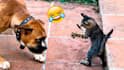 do  create monetizable funny animals youtube videos in 24 hr