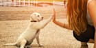 write SEO pet blog dog training and veterinary articles posts in 24 hours