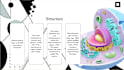 design a professional and impactful powerpoint presentation