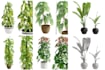 create 3d plants in speedtree