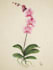 botanic illustrations for any type of content