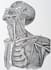 do your anatomy drawings for you