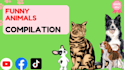 create monetizable funny animals videos, pets compilation within 24hr