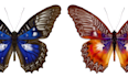 draw insects, arthropods, or animals in scientific illustrations digitally