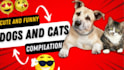 create 1500 funny animals shorts, youtube shorts, shorts videos within 24hr