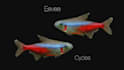 create 3d model of character, props and objects from your design or concept