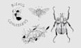draw dark ink insect illustration for your projects