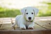 write pet articles, dog blog, cat and pet blogs