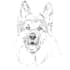 drawn amazing pencil sketch of your lovely pet