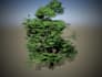 make trees for games, VR and ar