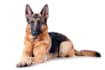 do research on veterinary medicine and animal breeding