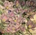 make a real hand made oil painting on canvas
