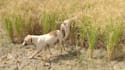 make 4k animal and cinematic videos on your demand