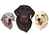 create your pet photos into watercolor style