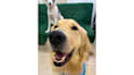 create ugc dog content for tiktok or video ads