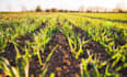 write agricultural content, research, and summaries