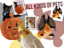 draw you pets to become cute cartoon pet portrait