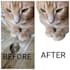crop, remove backgrounds and certain objects in photos