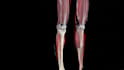 create best 3d medical animation and 3d modeling