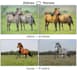 image processing , classification, yolo and gans