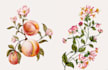 paint watercolour botanical illustrations