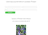 develop python backend using fast API, django, flask