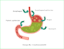 professional medical illustrations, drawings, and exercises