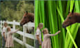 do your photos images  background remove
