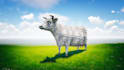 create an explainer or cash cow video for your business