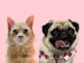 draw your dog or pet into an amazing cartoon