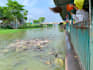 feed fish in thai temple for merit
