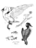 create custom hand drawn animal art tattoos or prints